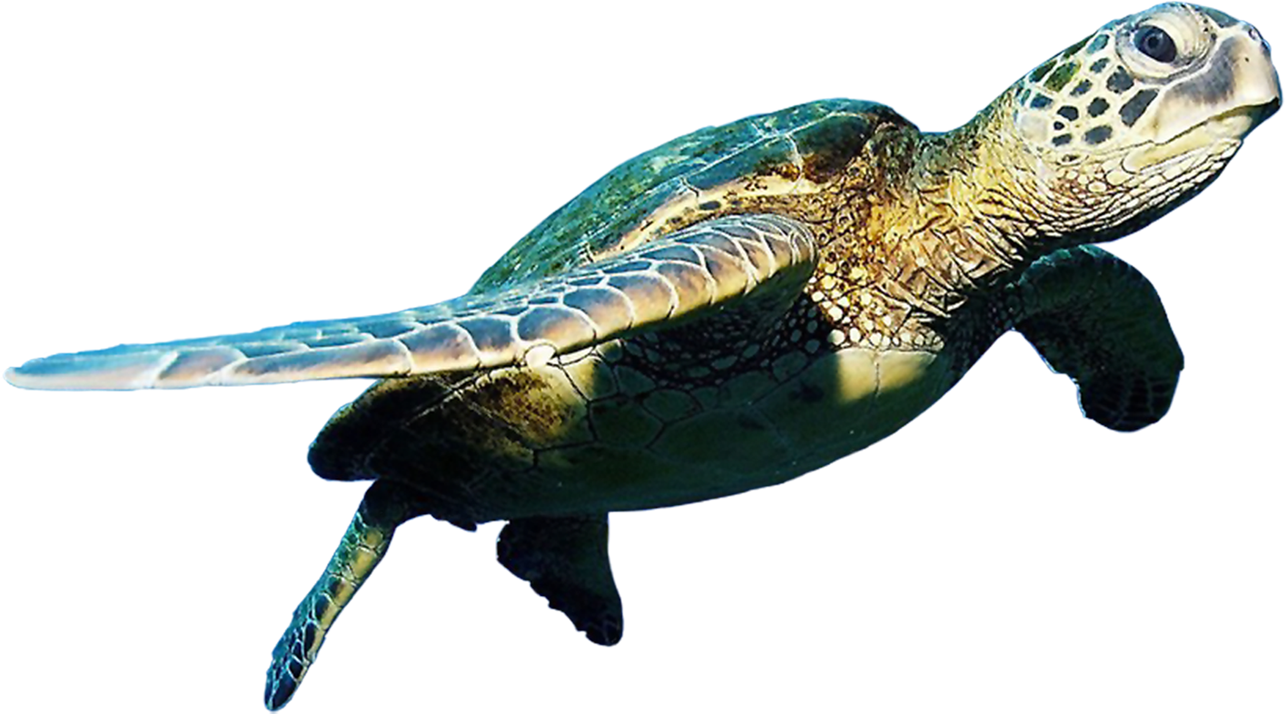 Immagine PNG di tartaruga