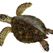 Turtle PNG Images