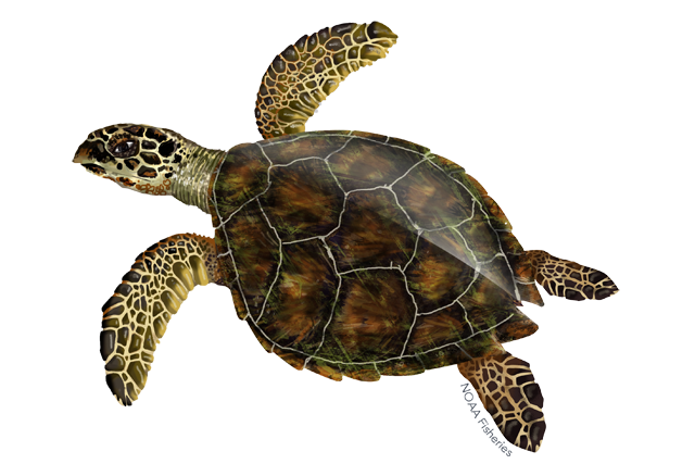 Turtle PNG Images