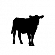Vector Cattle PNG