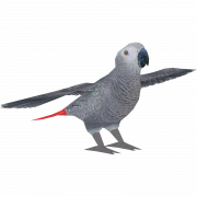 Vettoriale grigio pappagallo