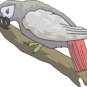 Vector Grey Parrot PNG Free Download