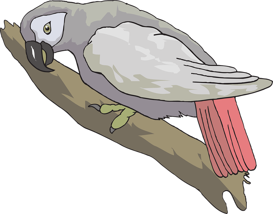 Vector Grey Parrot PNG Free Download