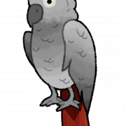 Vektor Grey Parrot Transparan