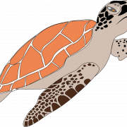Vector Turtle