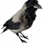 American Crow PNG