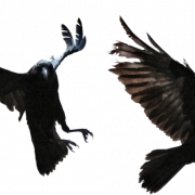 American Crow PNG Clipart