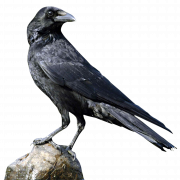 American Crow PNG Free Download