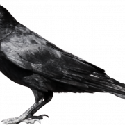 American Crow PNG High Quality Image