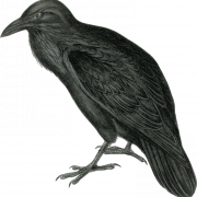 American Crow PNG Pic