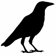 American Crow Silhouette PNG Clipart