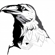 American Crow Transparent