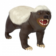 Badger png recorte