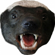Badger PNG Picture