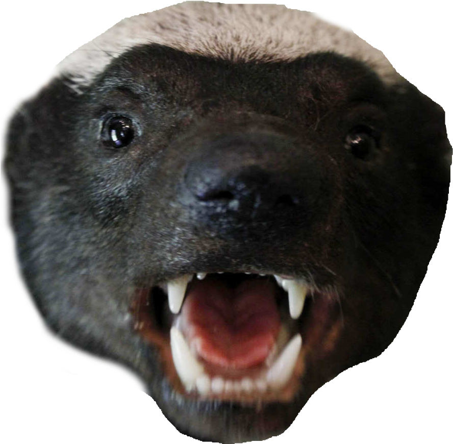 Badger PNG Picture