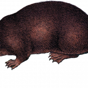 Beaver PNG Image HD