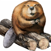 Beaver PNG Images