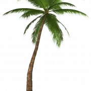 Kokosnussbaum Png