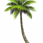 Кокосовое дерево PNG Clipart