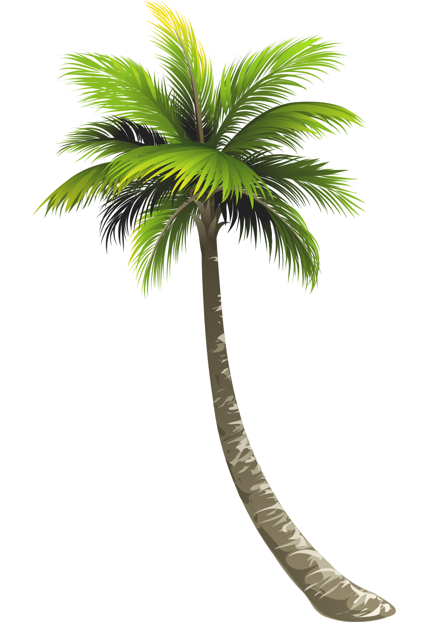 Coconut Tree PNG Clipart