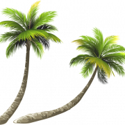 Coconut Tree PNG File