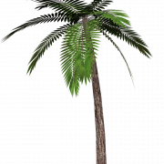 Кокосовое дерево PNG Высококачественное изображение