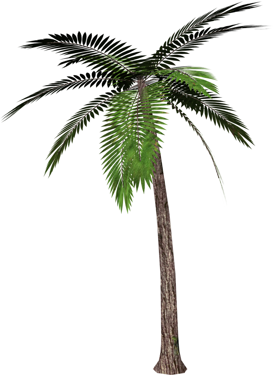 Coconut Tree PNG High Quality Image