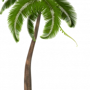 Imagen de png de árbol de coco