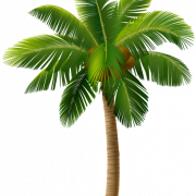 Kokosnussbaum PNG Bild HD