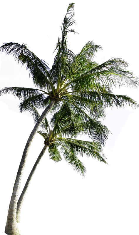 Kokosnussbaum -PNG -Bild