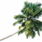 Coconut Tree PNG Picture