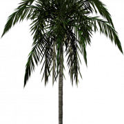 Silhoutte del árbol de coco