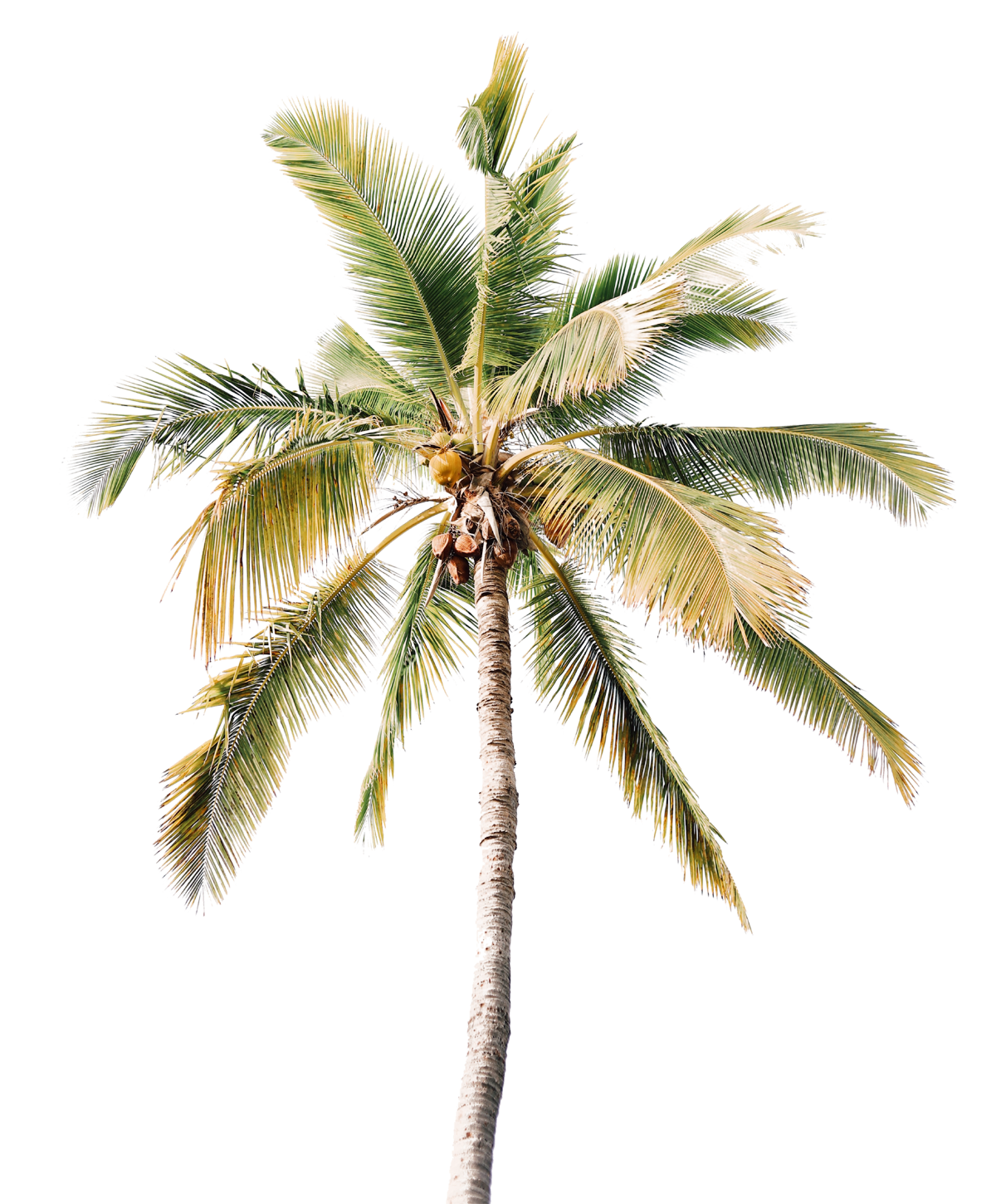 Coconut Tree Transparent