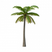 Coconut Tree Vector PNG Image File