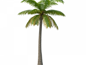 Coconut Tree Vector PNG Image File