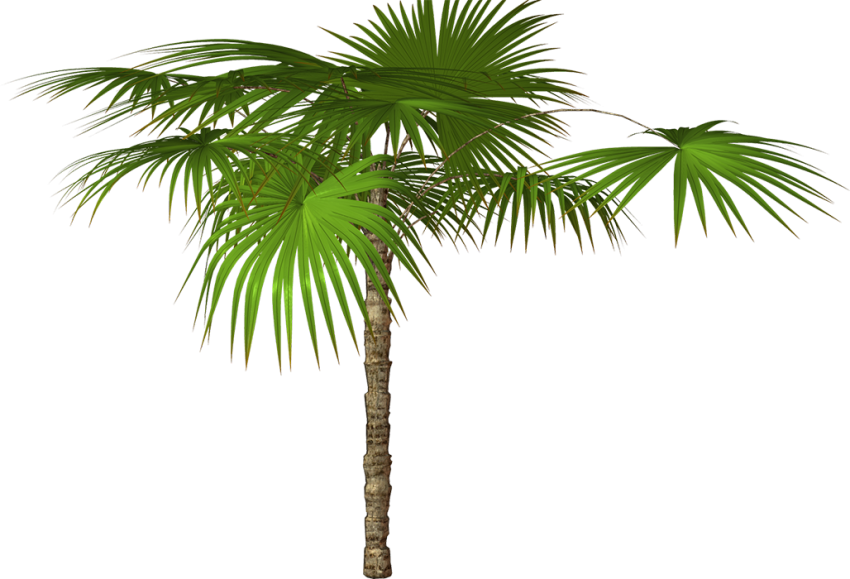 Coconut Tree Vector PNG Transparent HD Photo