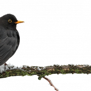 Common Blackbird PNG Download Image
