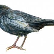 Common Blackbird PNG File