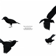 Common Blackbird PNG HD Image