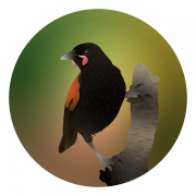 Common Blackbird PNG High Quality Image