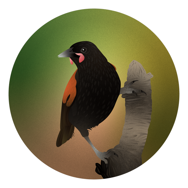 Common Blackbird PNG High Quality Image