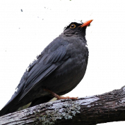 Common Blackbird PNG Image