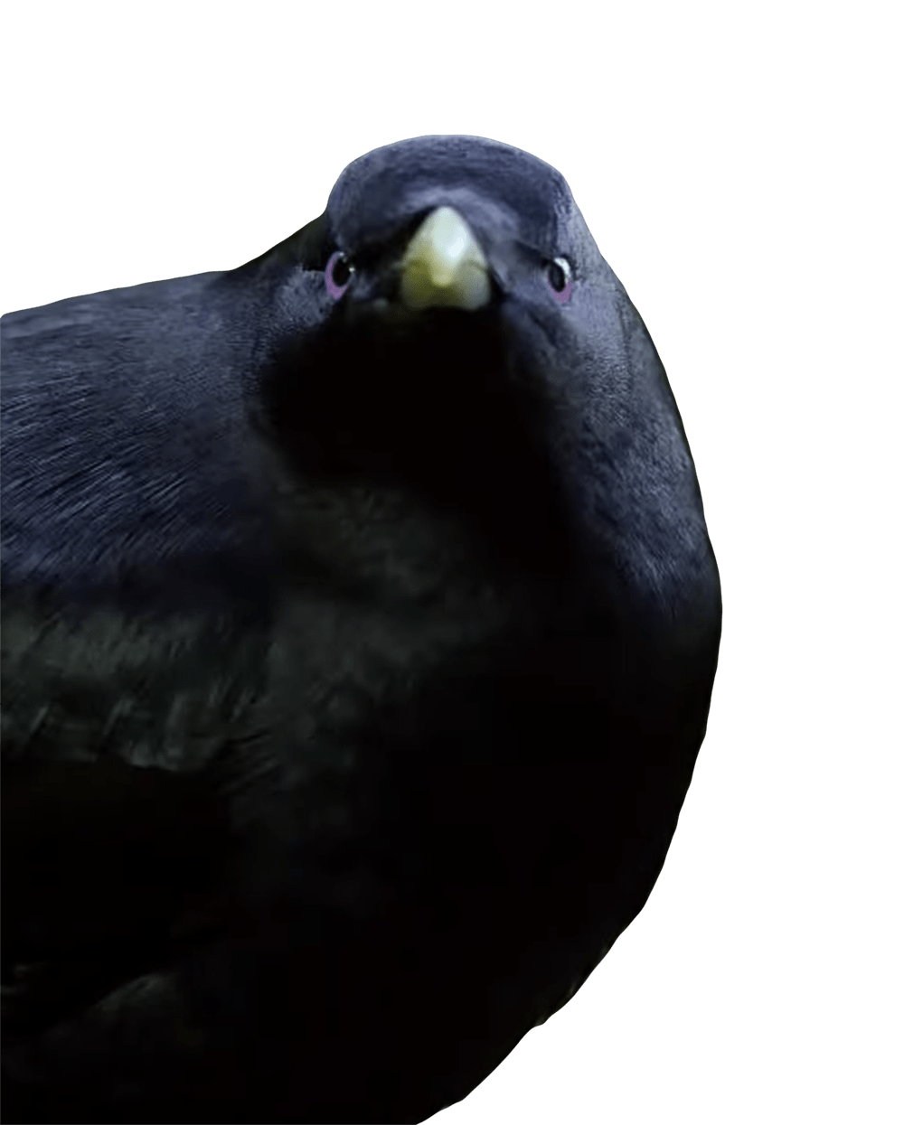 Common Blackbird PNG Images