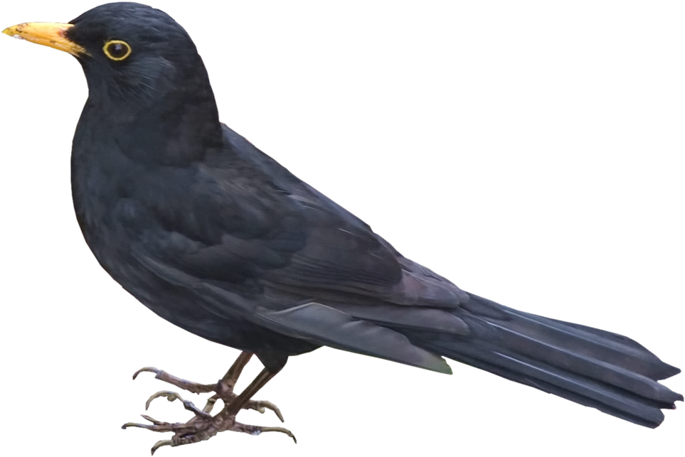 Common Blackbird PNG Picture