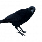Common Raven Bird PNG Clipart