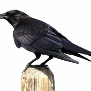 Common Raven Bird PNG Download Image