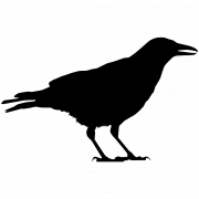 Common Raven Bird PNG HD Image