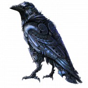 Common Raven Bird PNG Image
