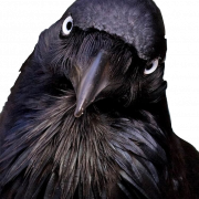 Common Raven Bird PNG Photo