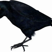 Common Raven Bird PNG Picture